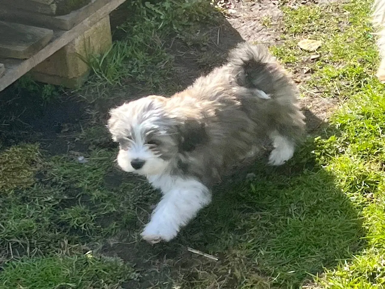 Billede 13 - Skønneste og gladeste tævehvlap