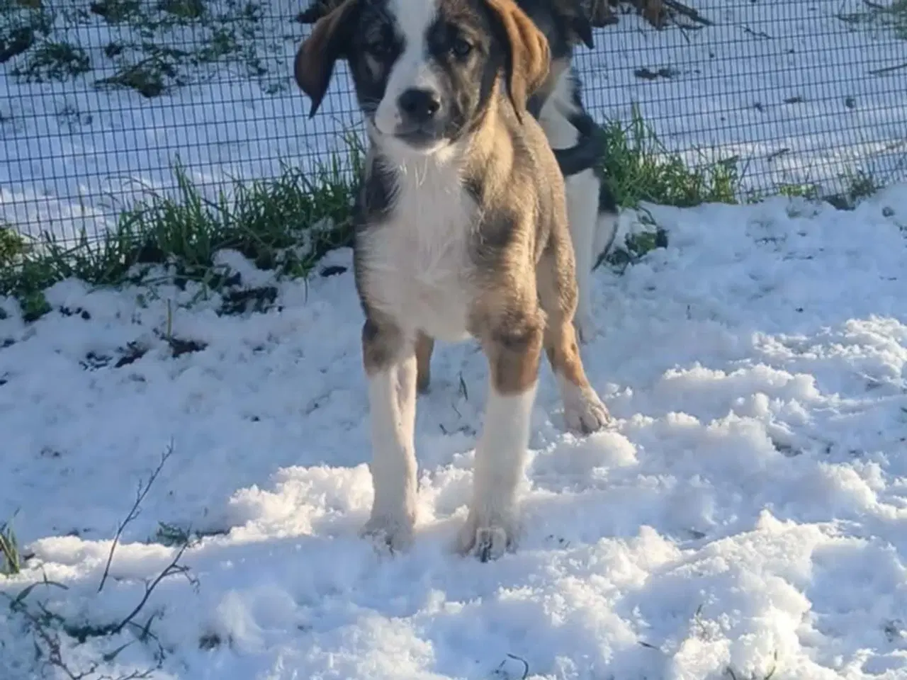 Billede 4 - Skønne Ada søger sin egen familie