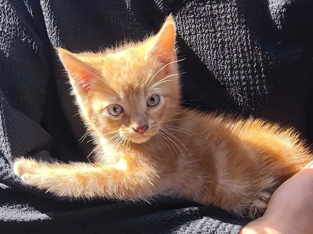 Billede 1 - Maine Coon Bla. 9 uger 🐈