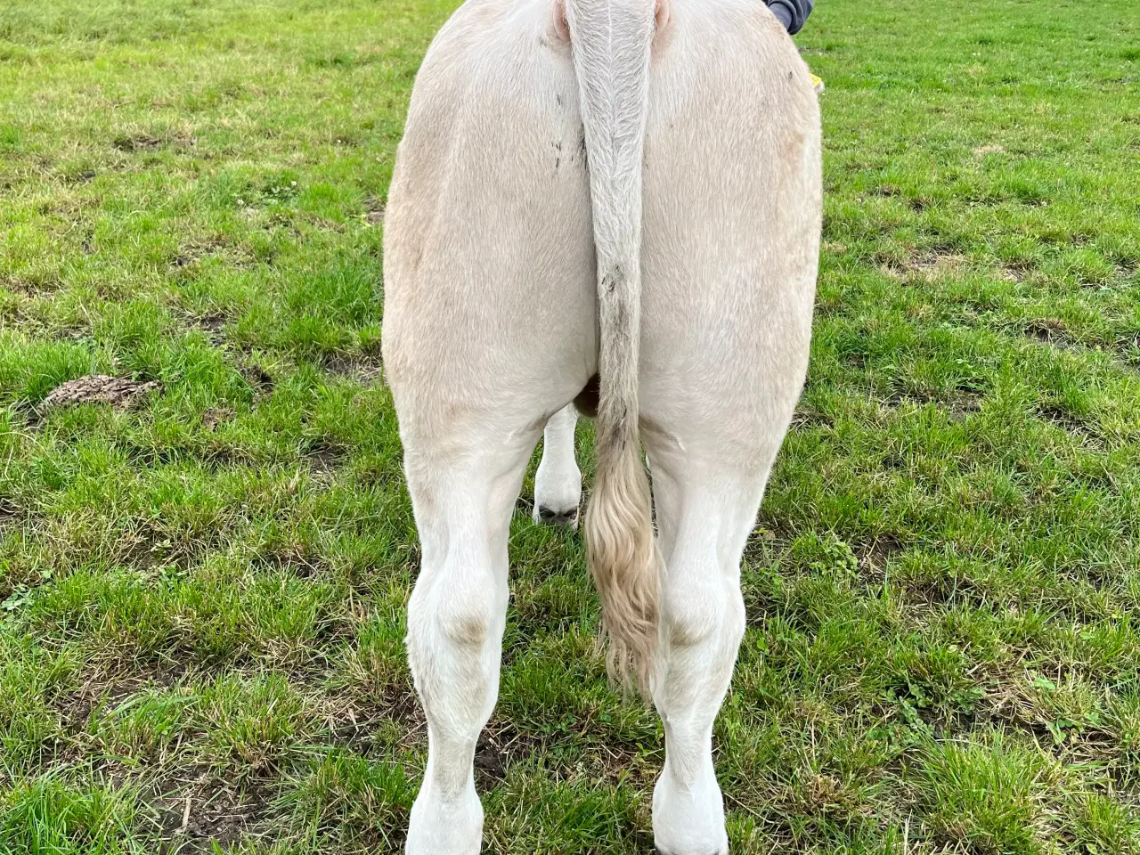 Billede 3 - Charolais tyrekalv 