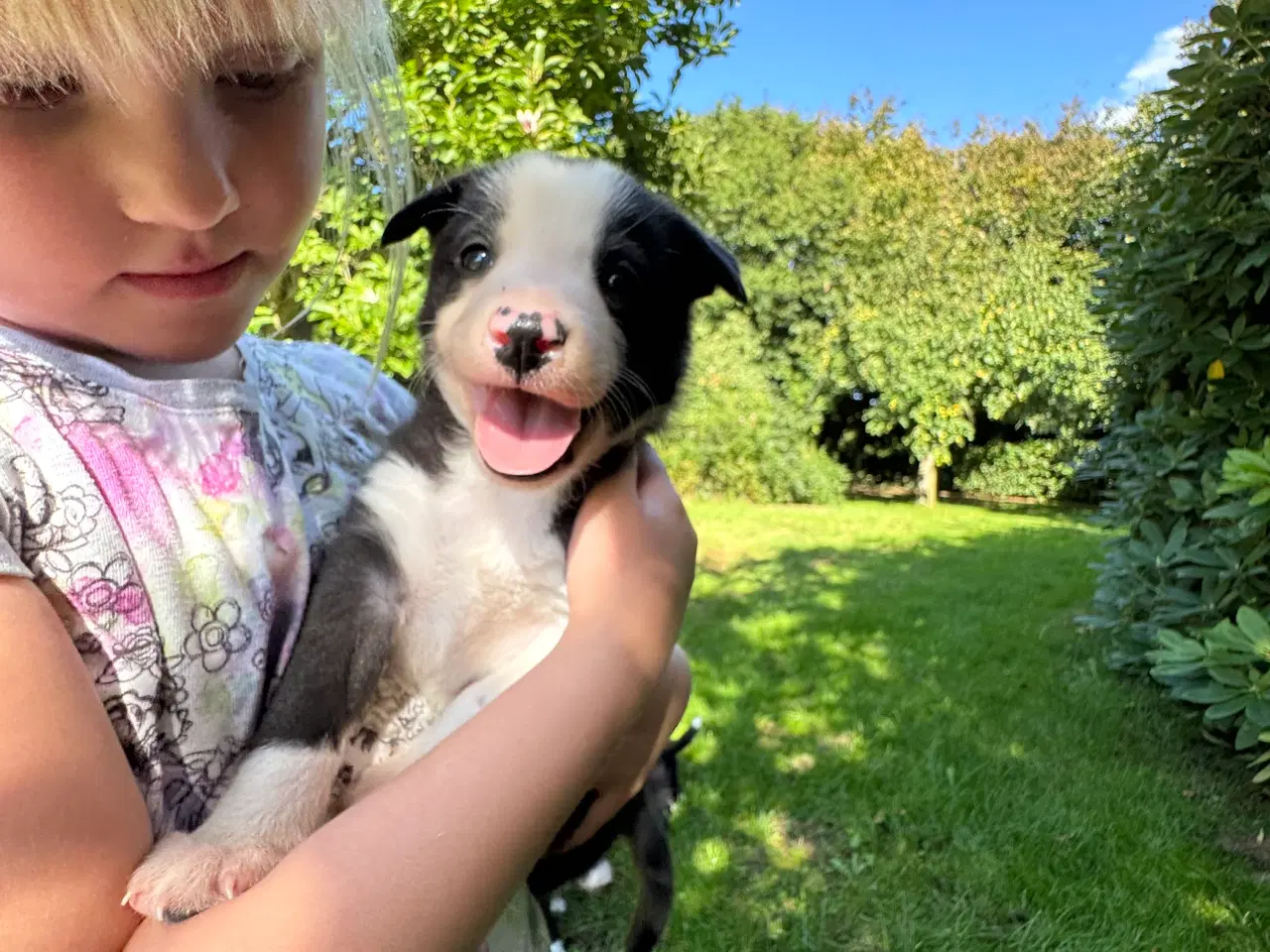 Billede 3 - Border Collie hvalpe