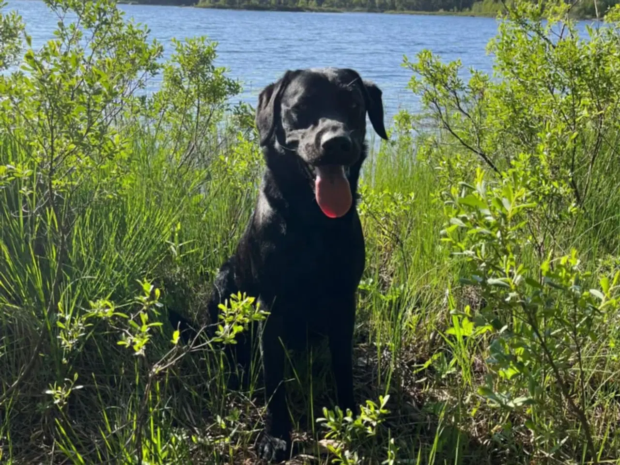 Billede 8 - Sorte Labrador hvalpe sælges