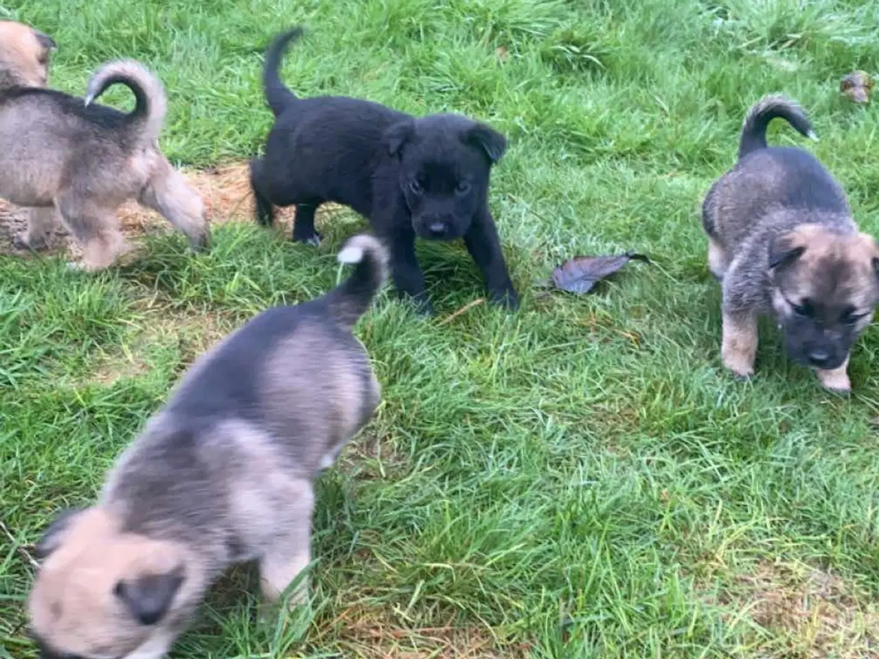 Billede 10 - Hvalpe mixed breed. American akita/ Sort schæfer 