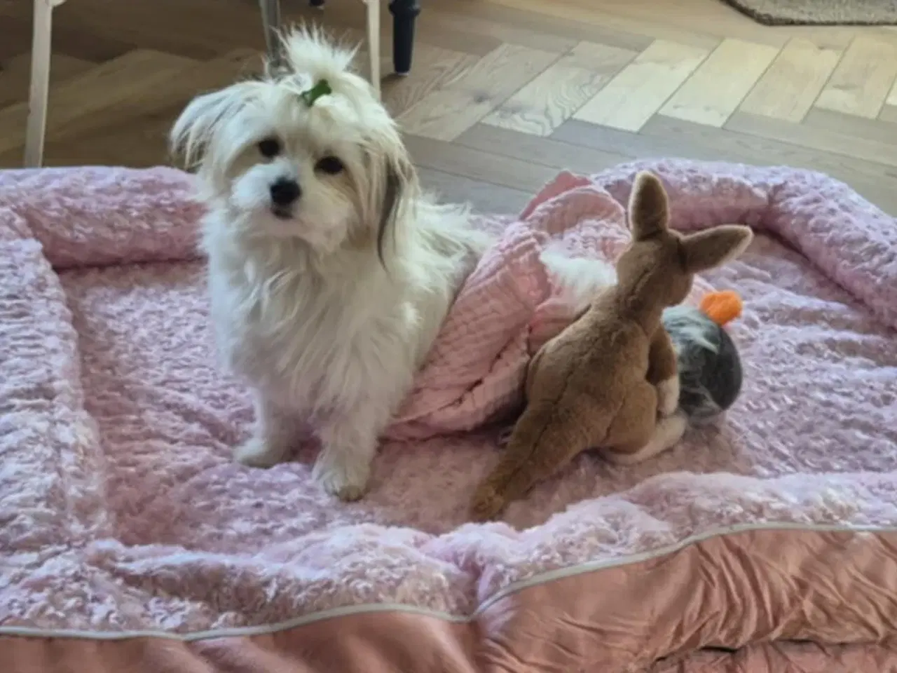 Billede 6 - Coton de tulear og Highland Maltie 