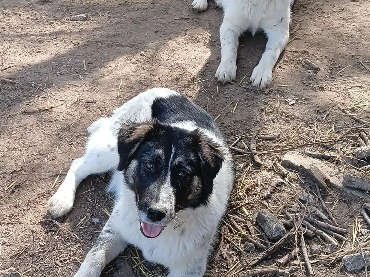 Billede 10 - Sødeste Lumos 🩷