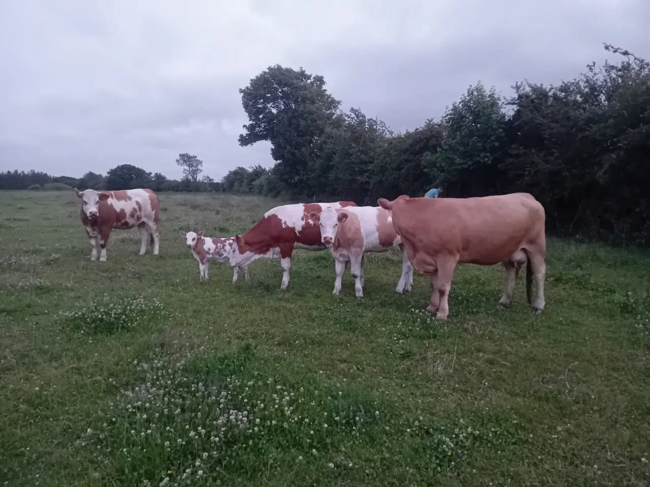 Billede 4 - Øko Simmentaler køer 