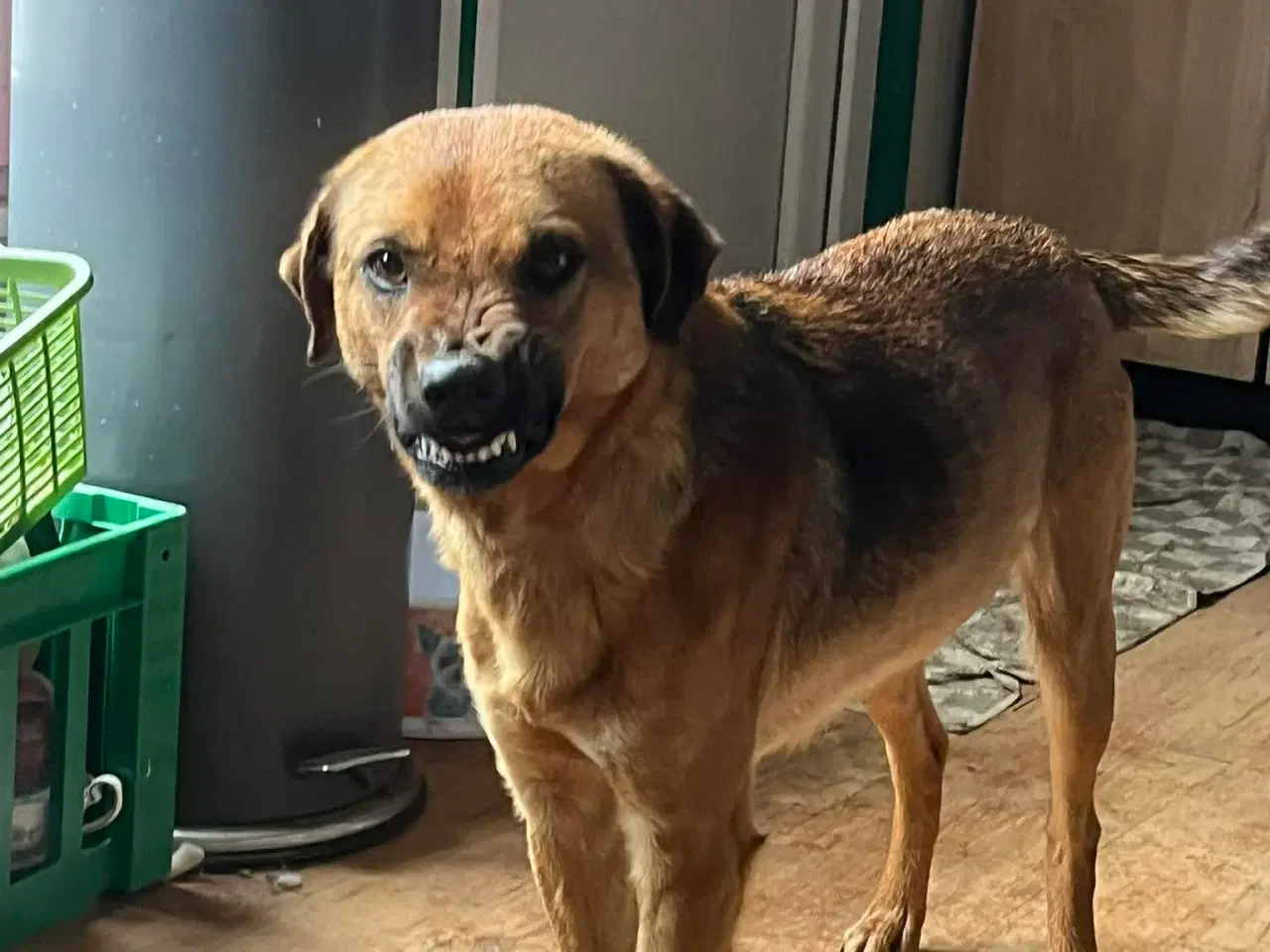 Billede 5 - Bertil med det skøre smil 🩷