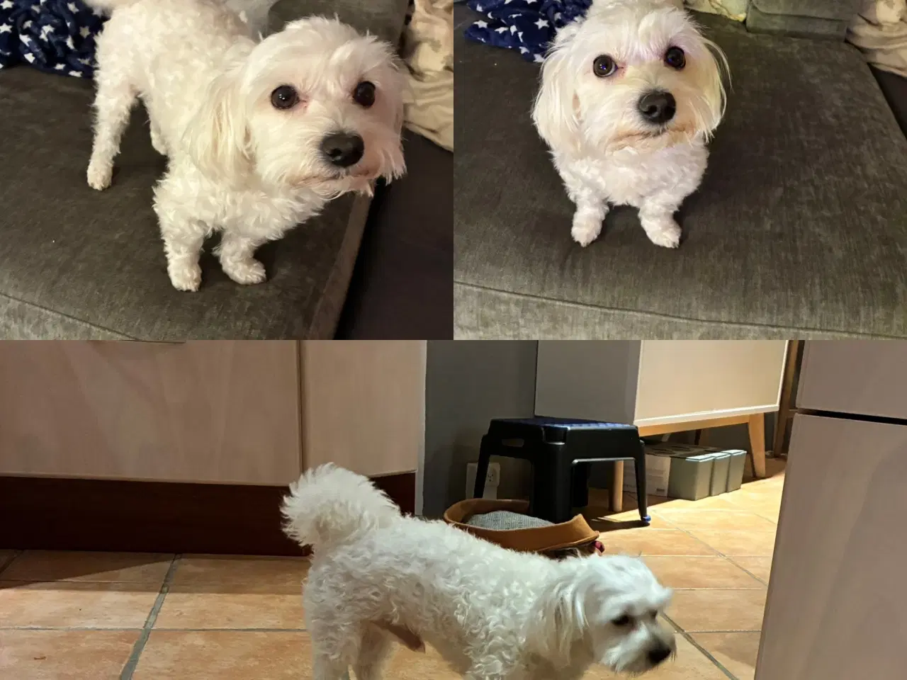 Billede 9 - Bichon maltesere 