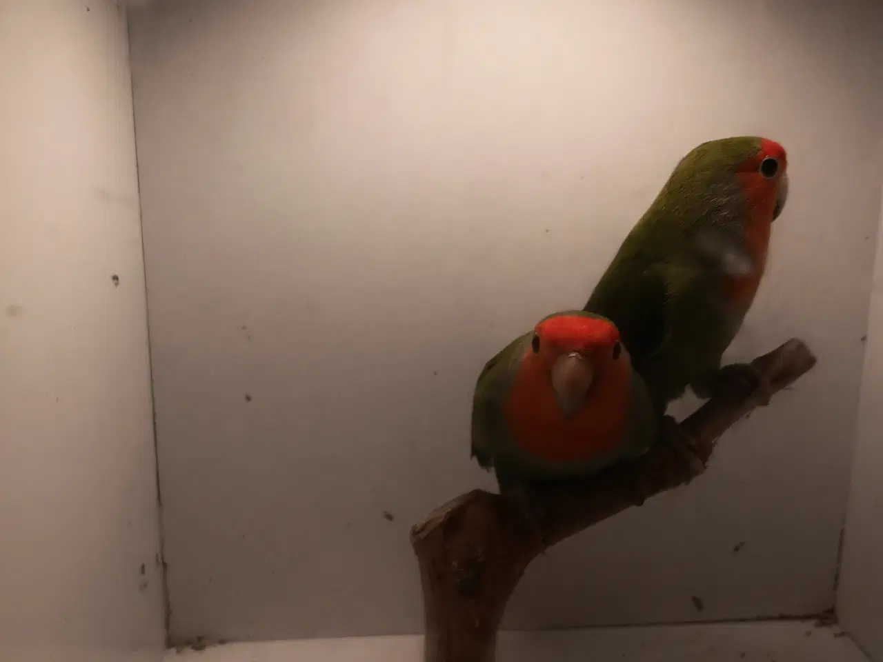 Billede 5 - Rosenhoveddvp I grøn 