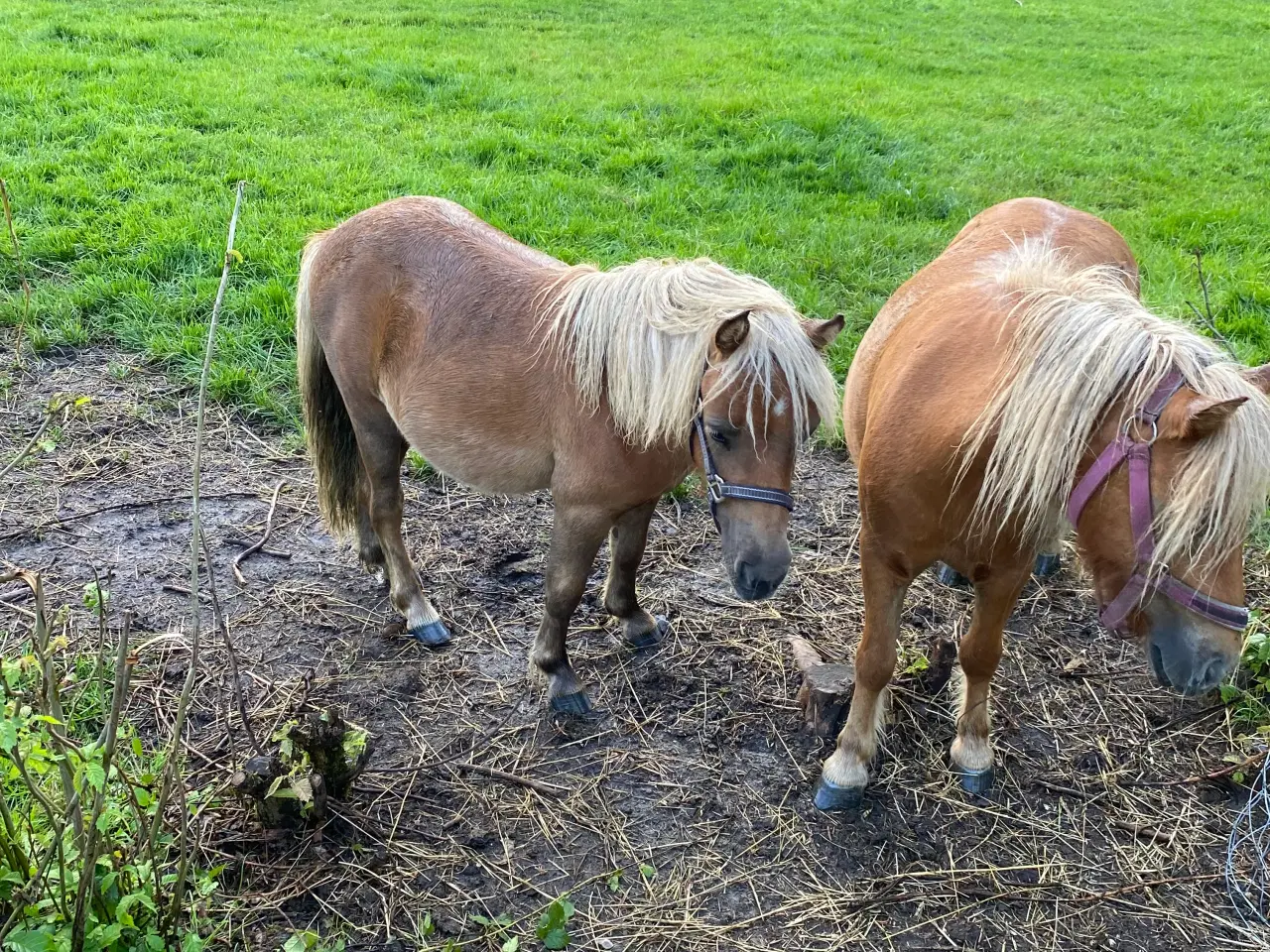 Billede 3 - Shetlænder hoppe 