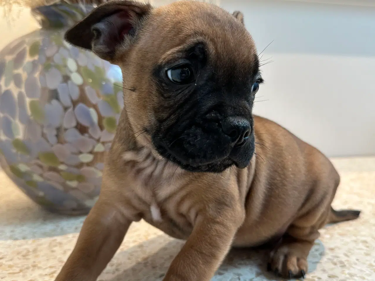 Billede 7 - De kærligste hvalpe søger nye familier