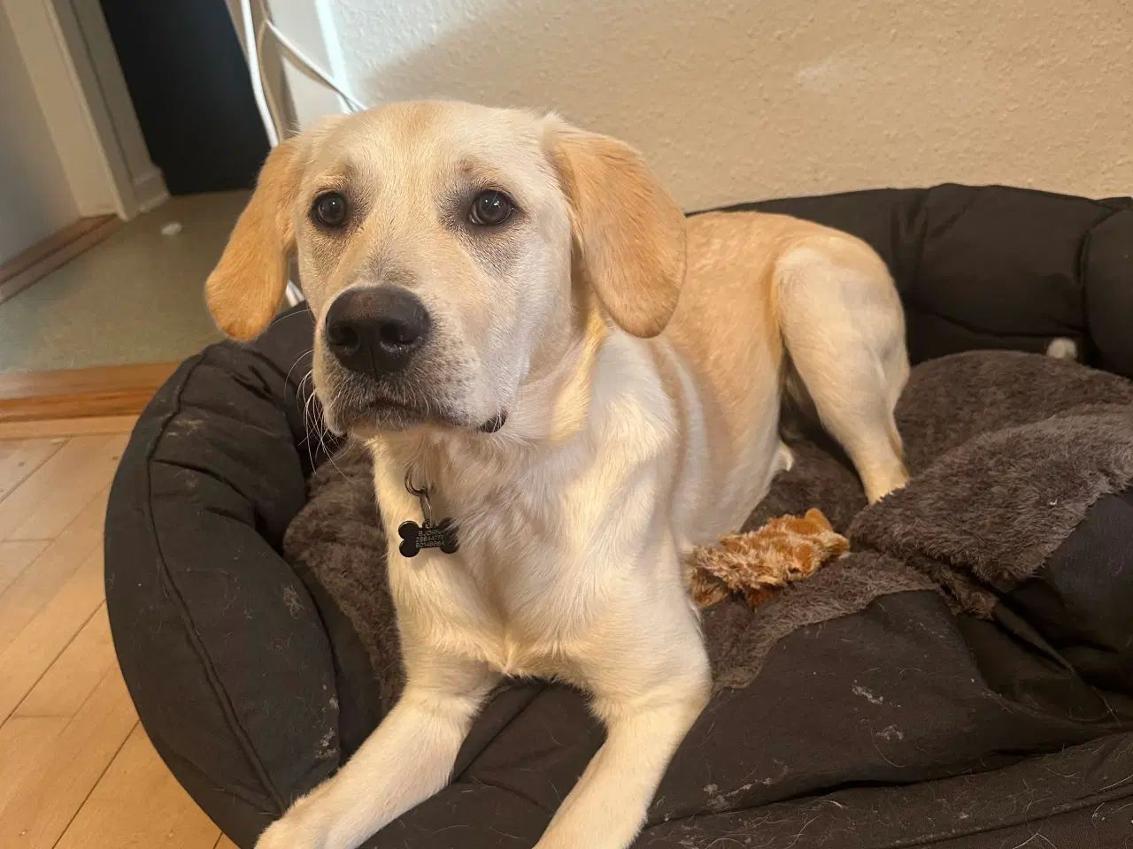 Billede 3 - Golden Retriever/ labrador Retriever 