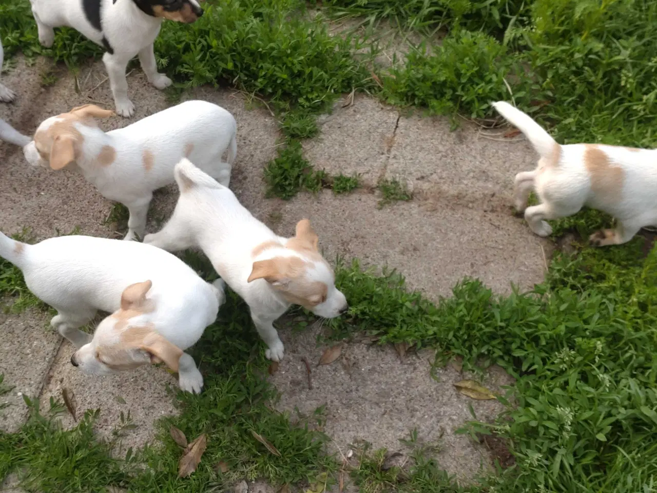 Billede 12 - Dansk/svensk gårdhunde hvalpe