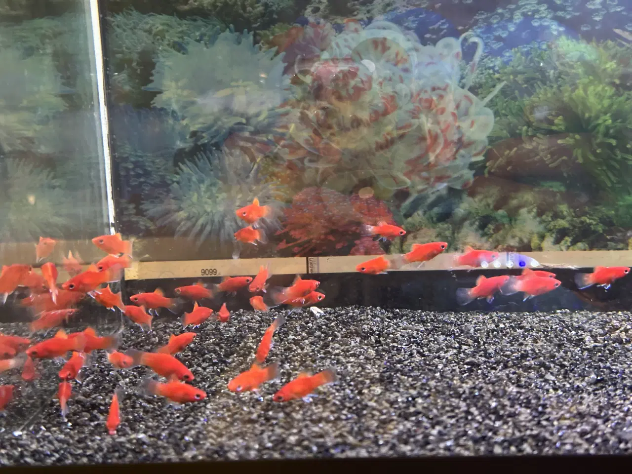 Billede 2 - Rød platty unger