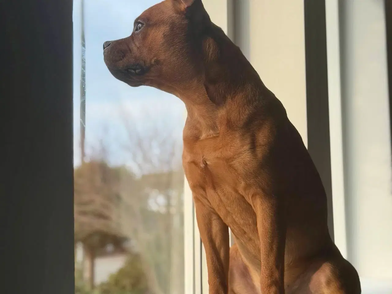 Billede 13 - Staffordshire Bull Terrier han
