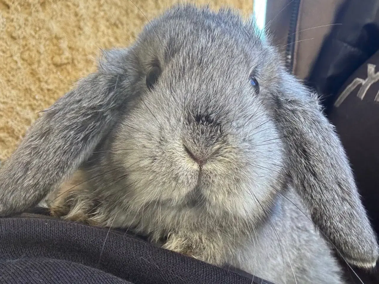 Billede 1 - Han Dværgvædder unge sælges