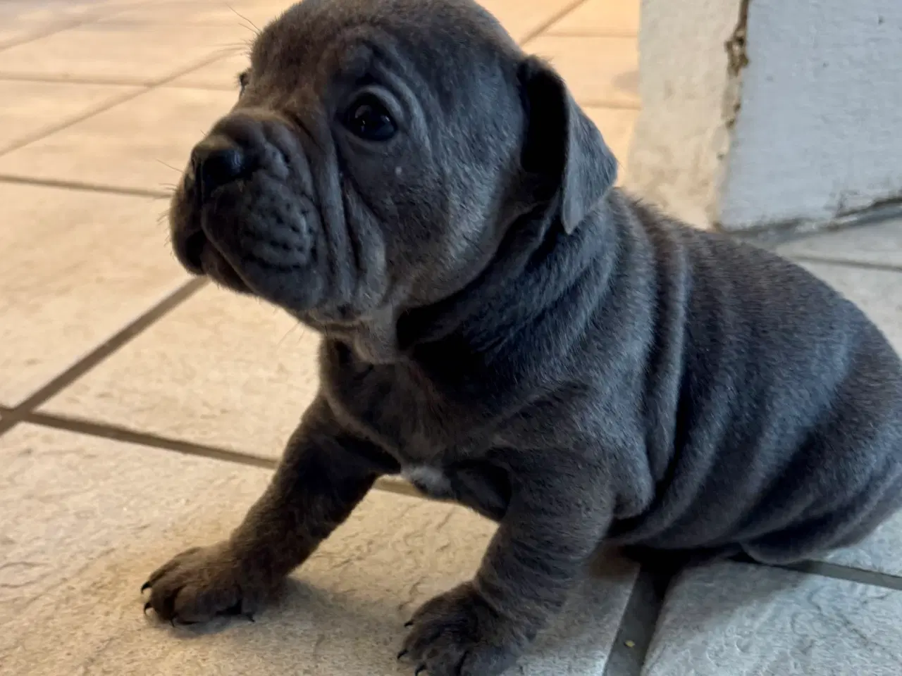 Billede 3 - Staffordshire/Old English Bulldog 