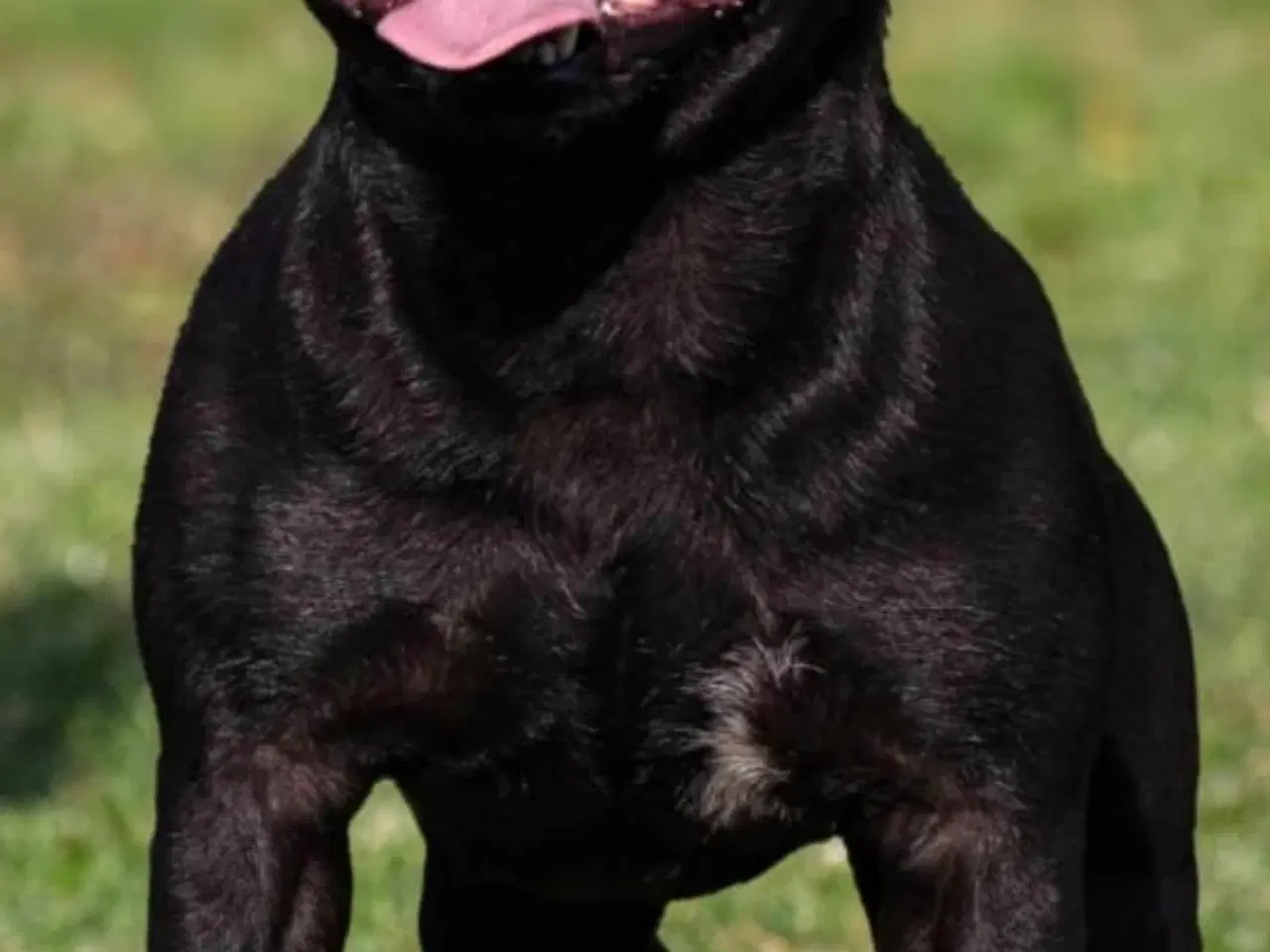 Billede 4 - Staffordshire bull terrier Hjem før pris 