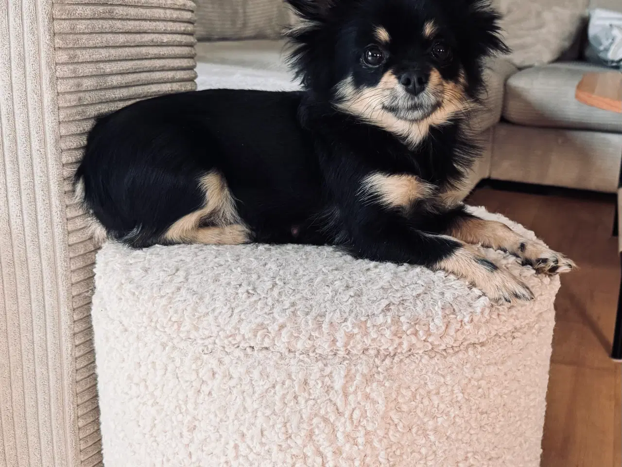 Billede 9 - Pomchi hvalpe 
