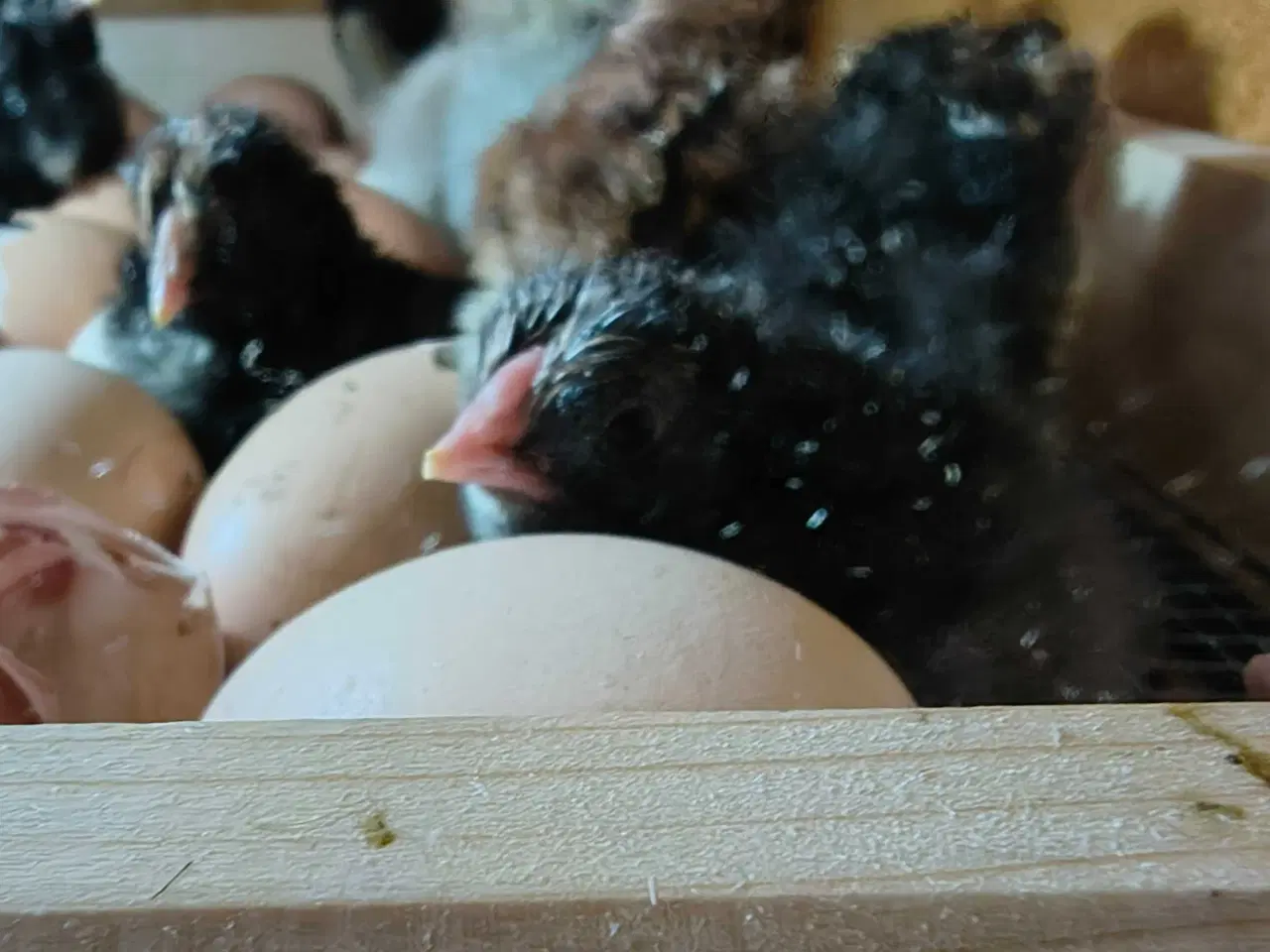 Billede 1 - Daggamle kyllinger