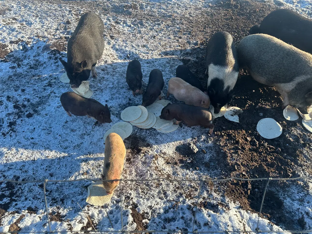 Billede 1 - Minigrise unger 2 måneder gamle