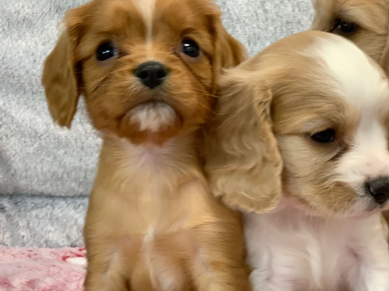 Billede 4 - De yndigste cavapoo babyer 