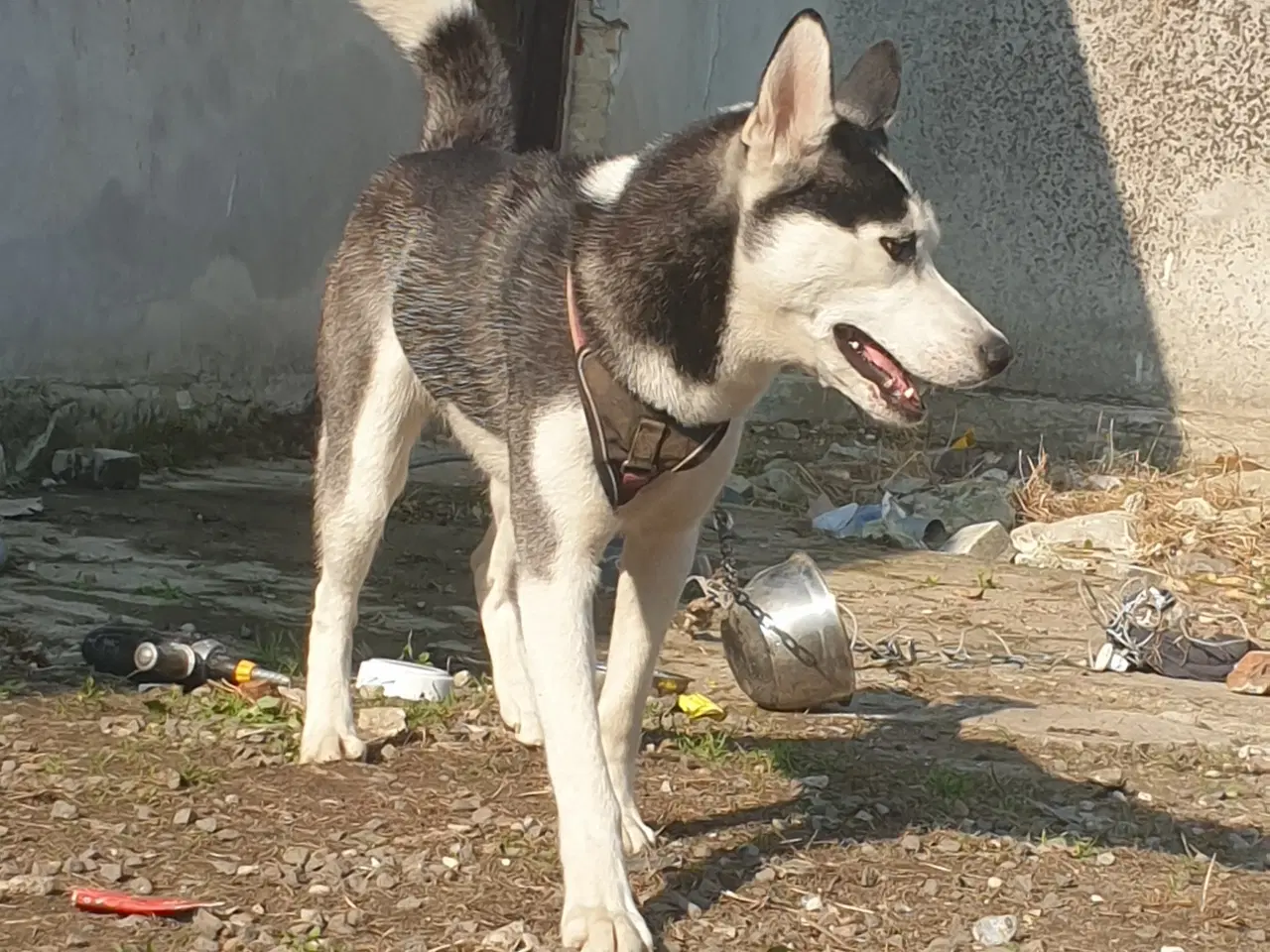 Billede 4 - Siberian Husky 