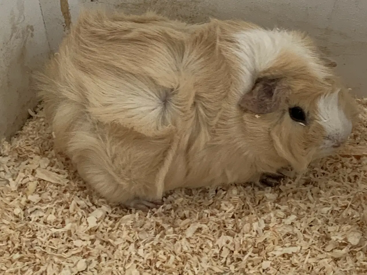 Billede 3 - Hunmarsvin tamme og søde