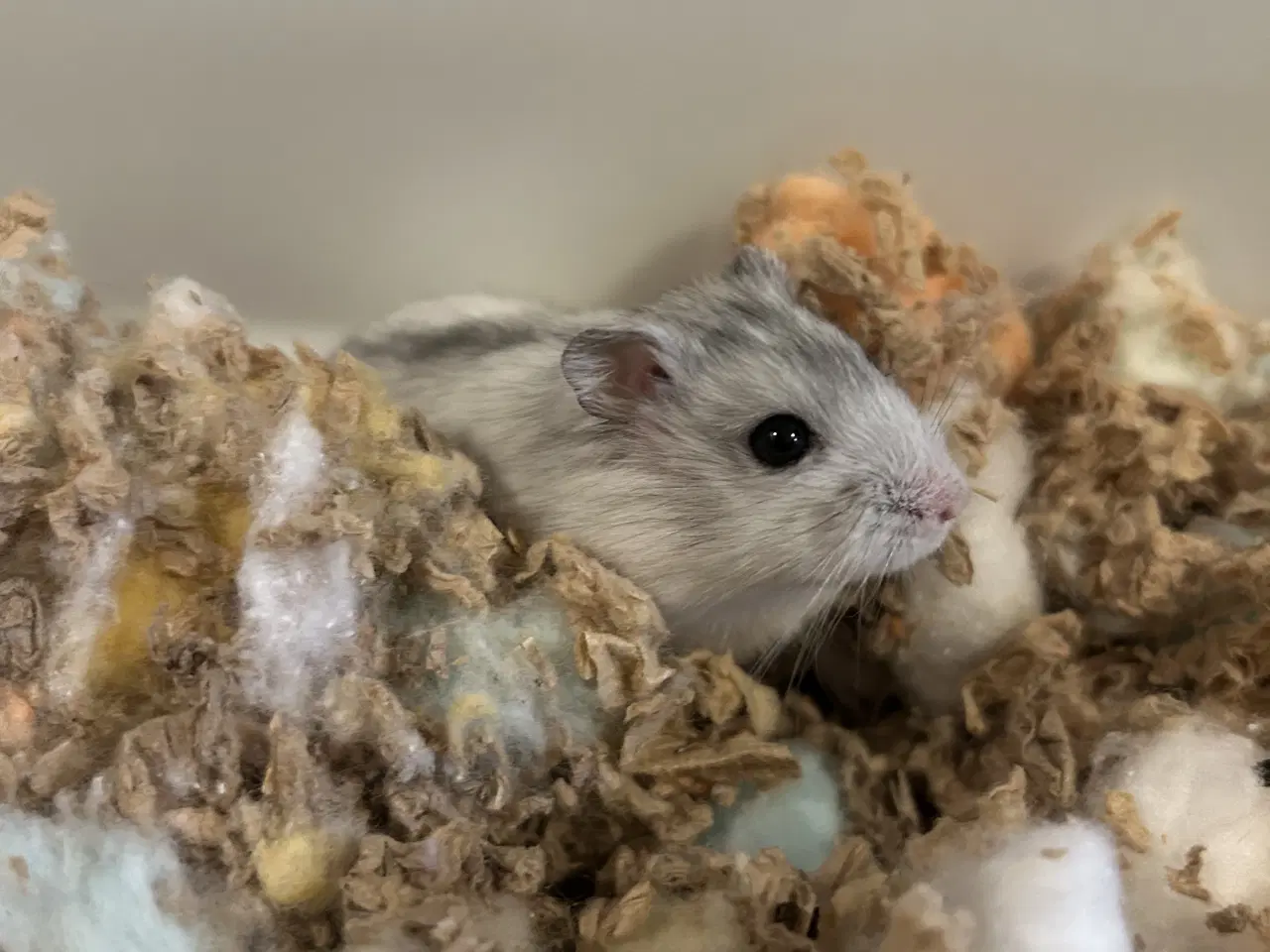 Billede 1 - Dværghamster