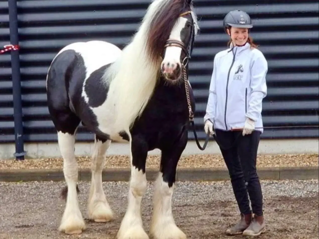 Billede 1 - Ung lækker velredet hingst 