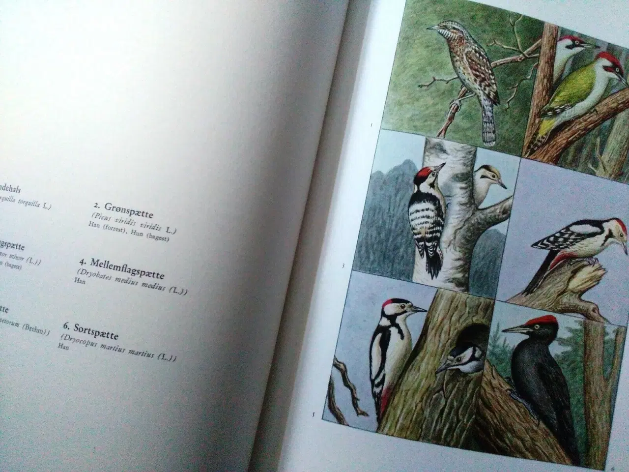 Billede 5 - Fuglebogen.