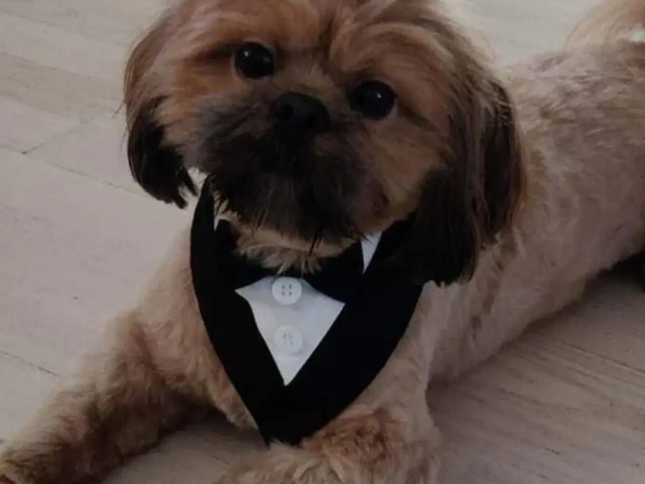 Billede 5 - Shih Poo 