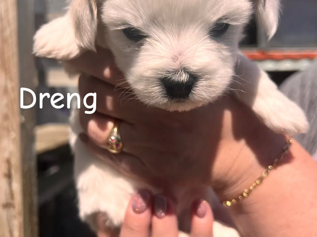 Billede 8 - Maltipoo med papillion 