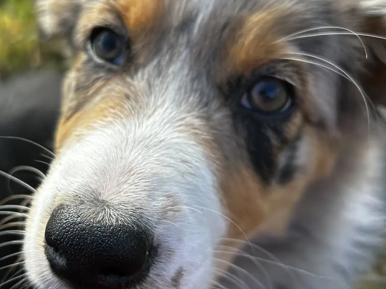Billede 3 - Australian shepherd pige hvalp på 10 uger