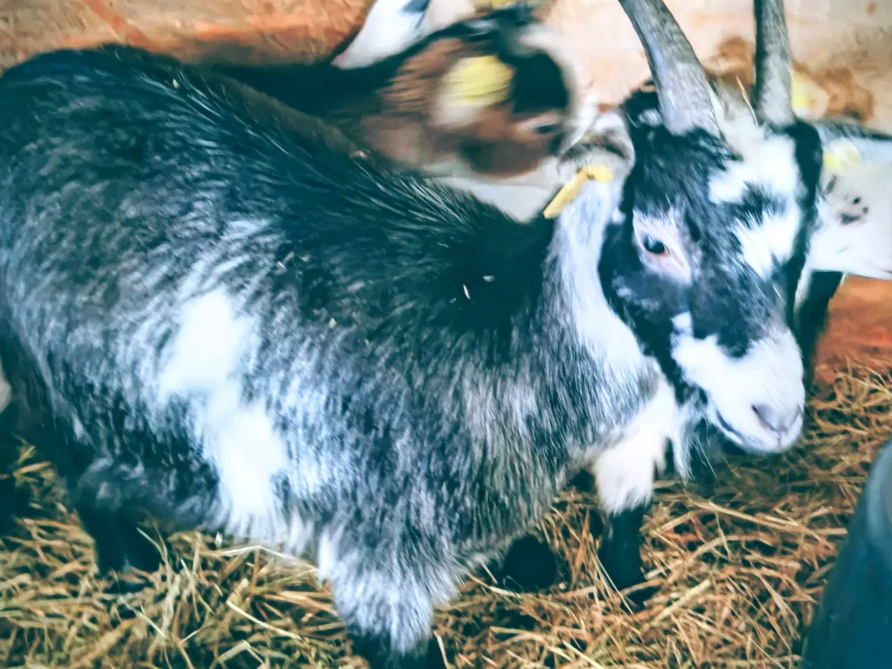 Billede 1 - Ged..gået ved buk