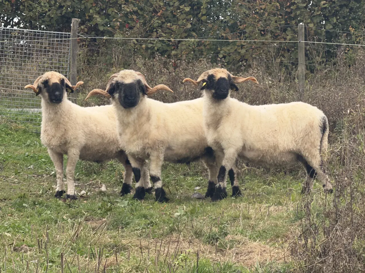 Billede 5 - 2 vædder lam valais blacknose