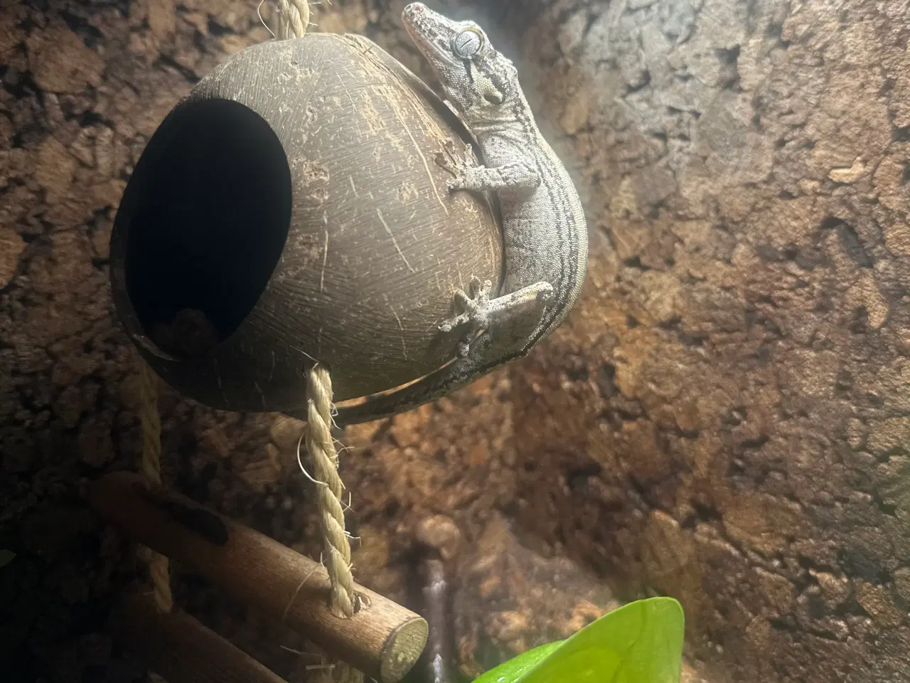 Billede 3 - Gargoyle gekko