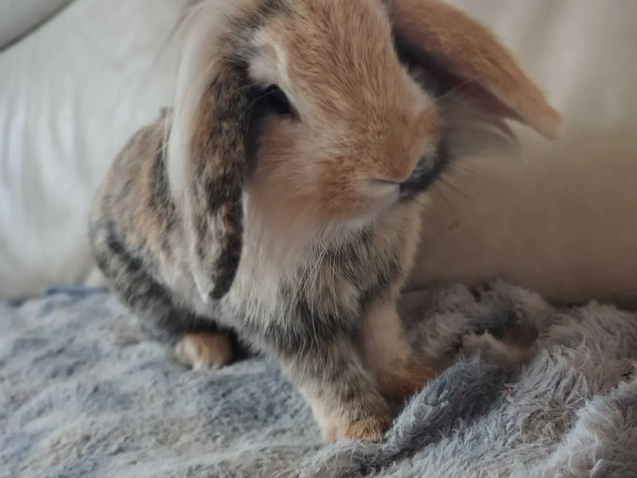 Billede 3 - Inde Kanin, 6 mdr 🐰