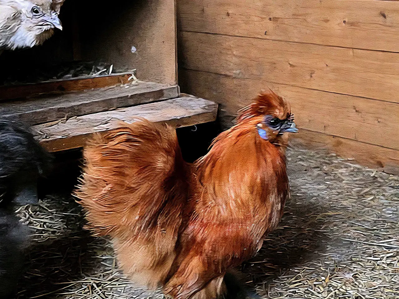 Billede 1 - Lille dværg silkehane