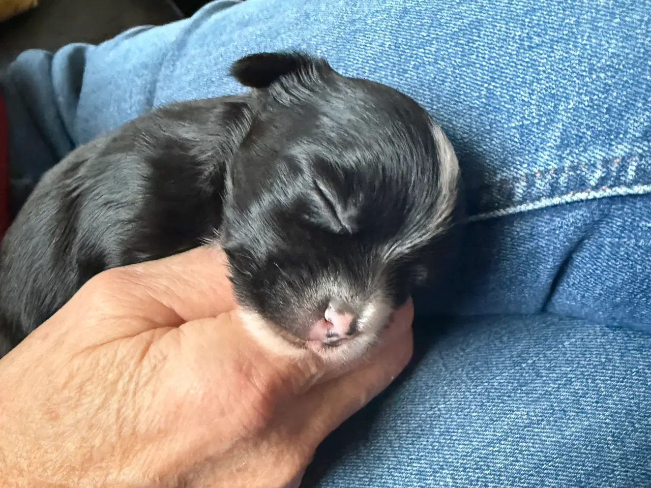 Billede 5 - Yorkshire terrier 