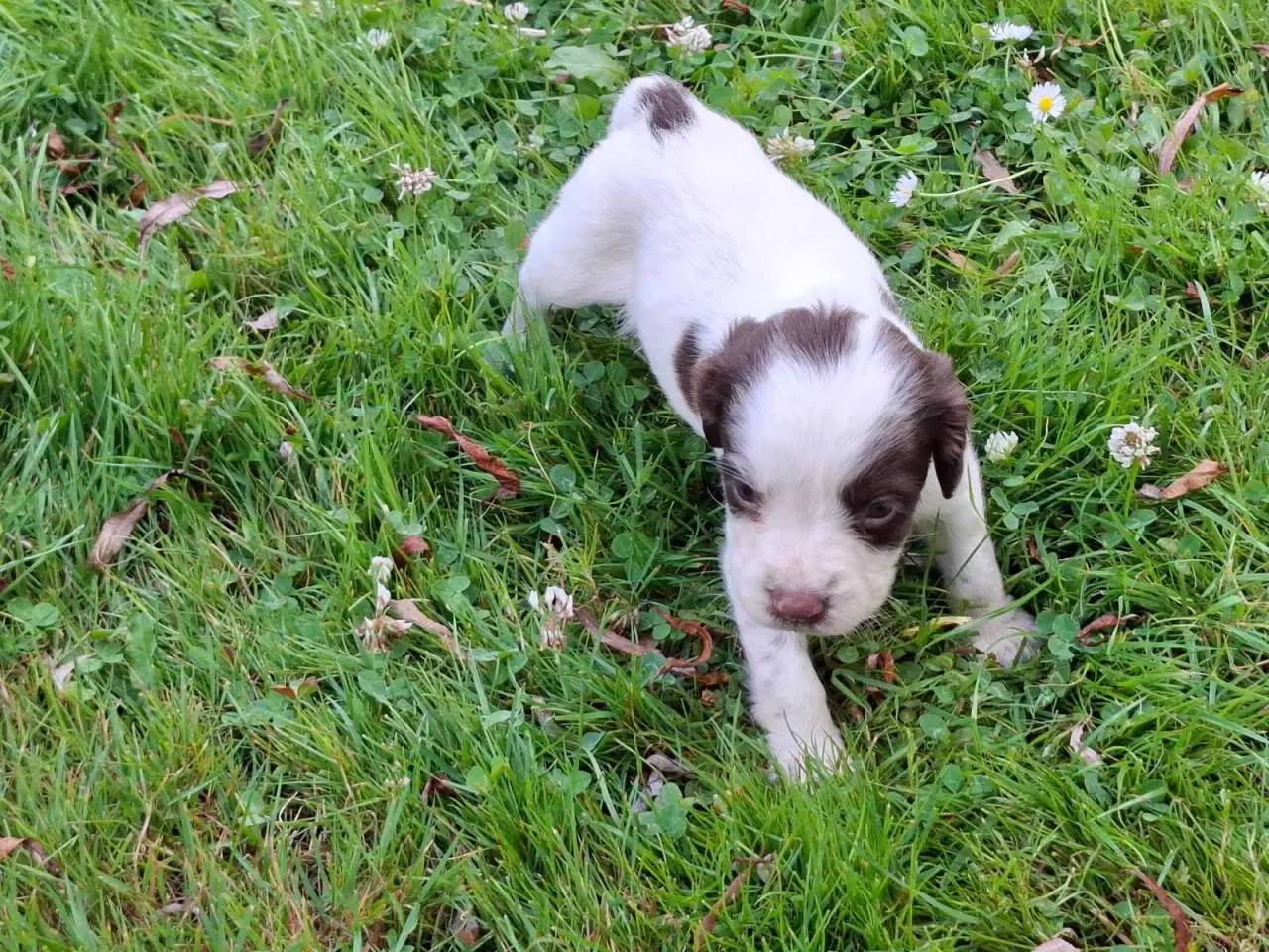 Billede 3 - Springer Spaniel hvalpe