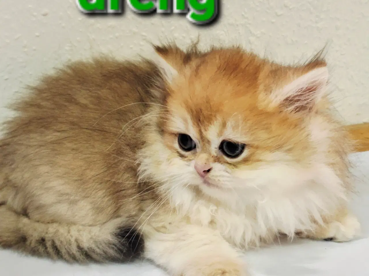 Billede 7 - British Shorthair og longhair med stamtavle 