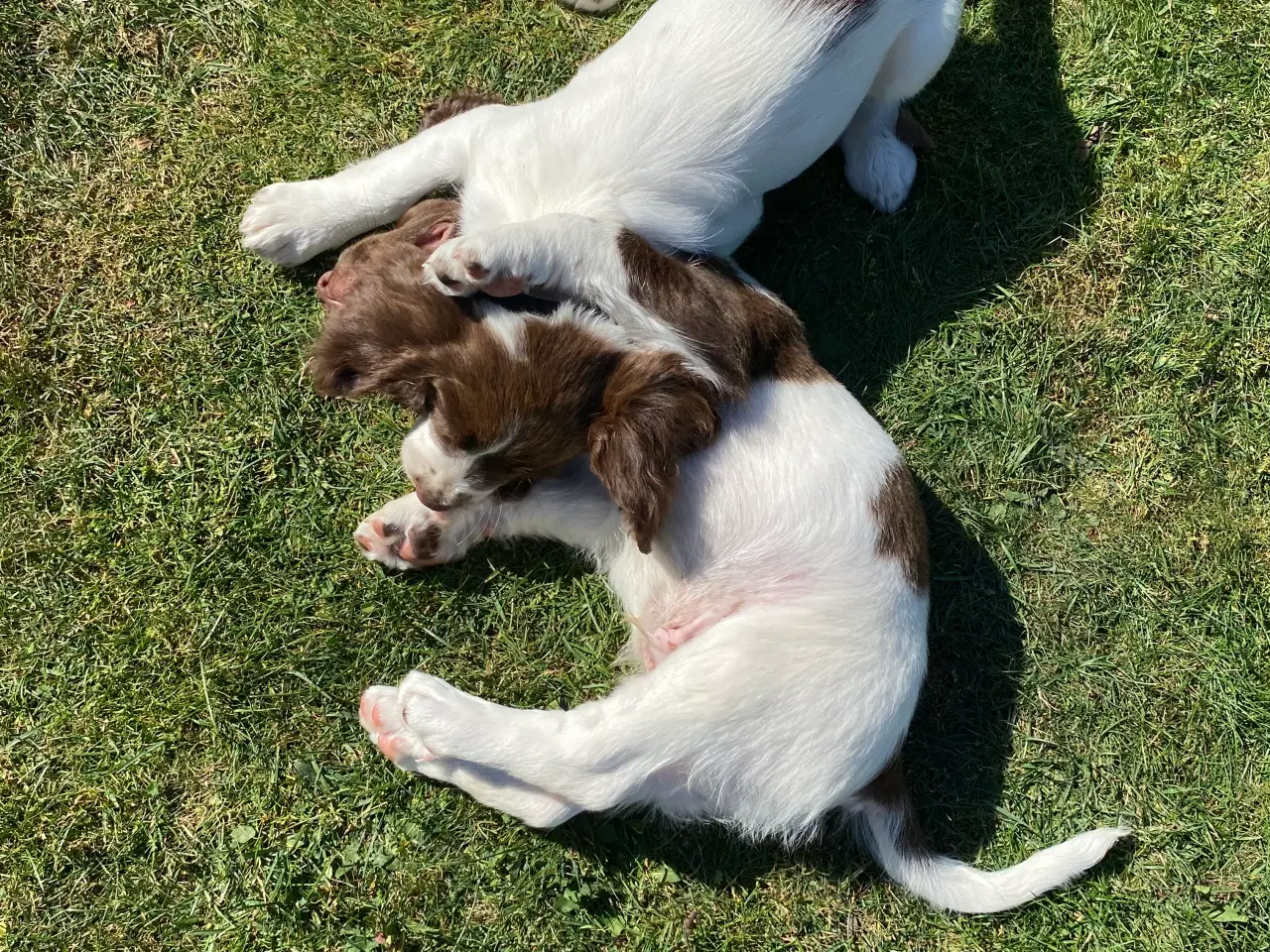 Billede 5 - FT Springer Spaniel - 4 hanner klar til nye hjem