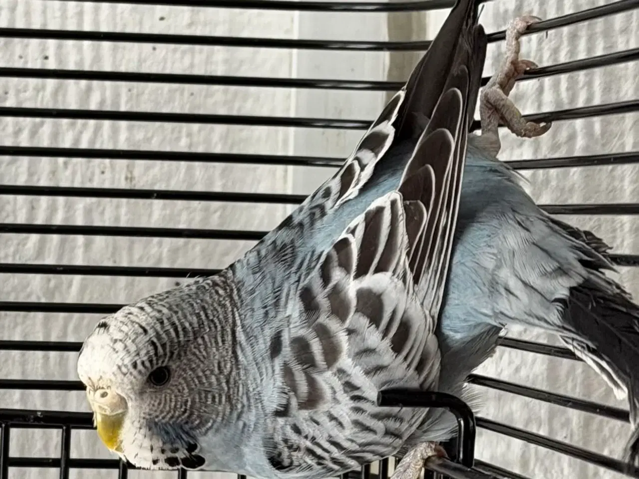 Billede 8 - Australske undulater 