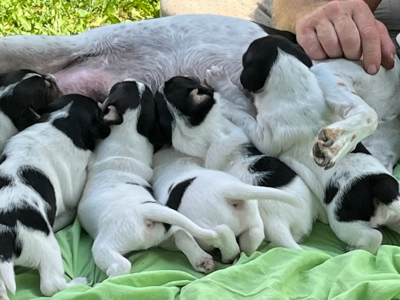 Billede 3 - Dansk-Svensk Gårdhund - hvalpe sælges 