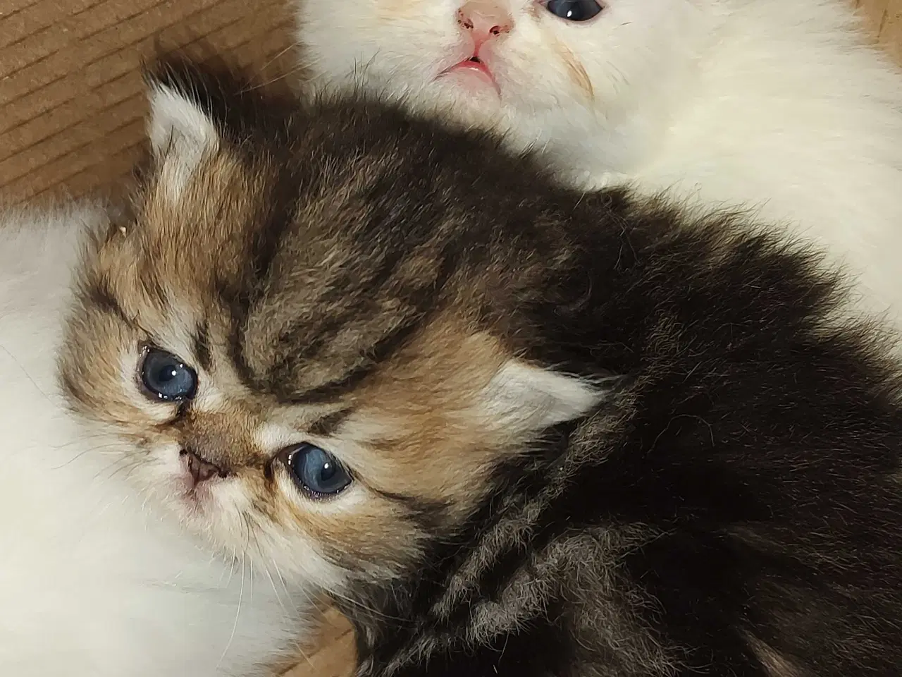 Billede 14 - Perser killinger 