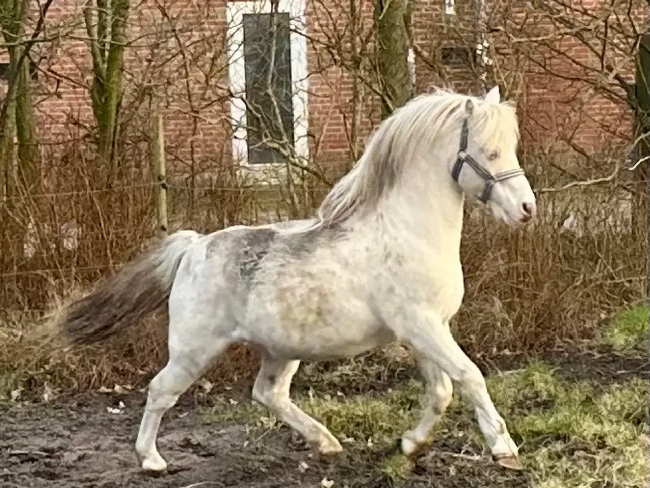 Billede 3 - Bedækning Welsh mountain hingst 
