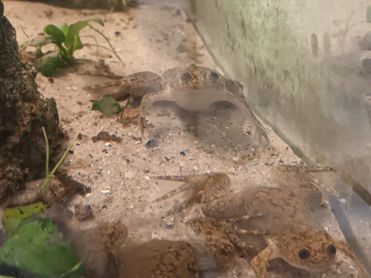 Billede 1 - 3 søde sporefrøer til akvariet 