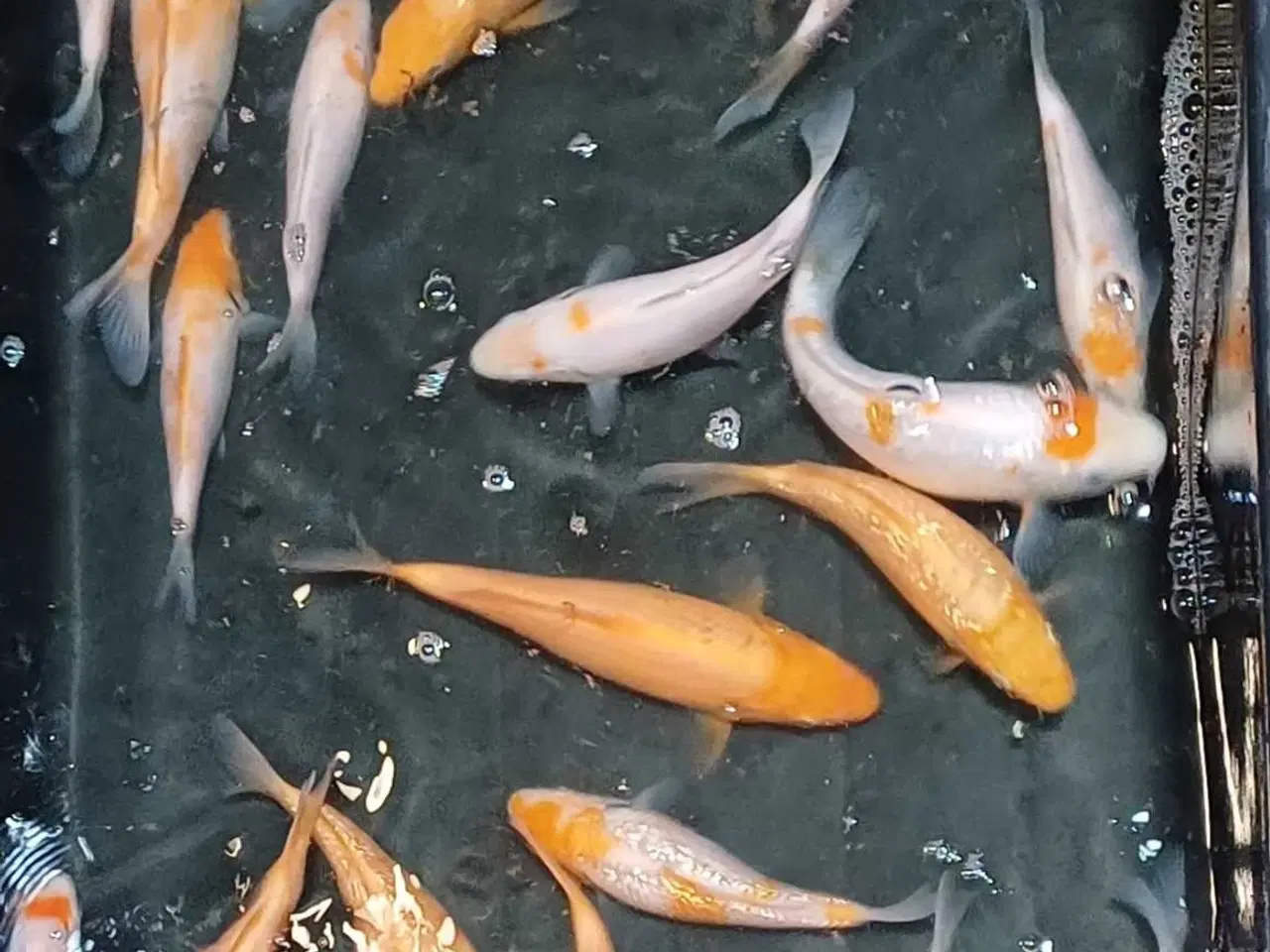 Billede 3 - Koi 15-18 cm