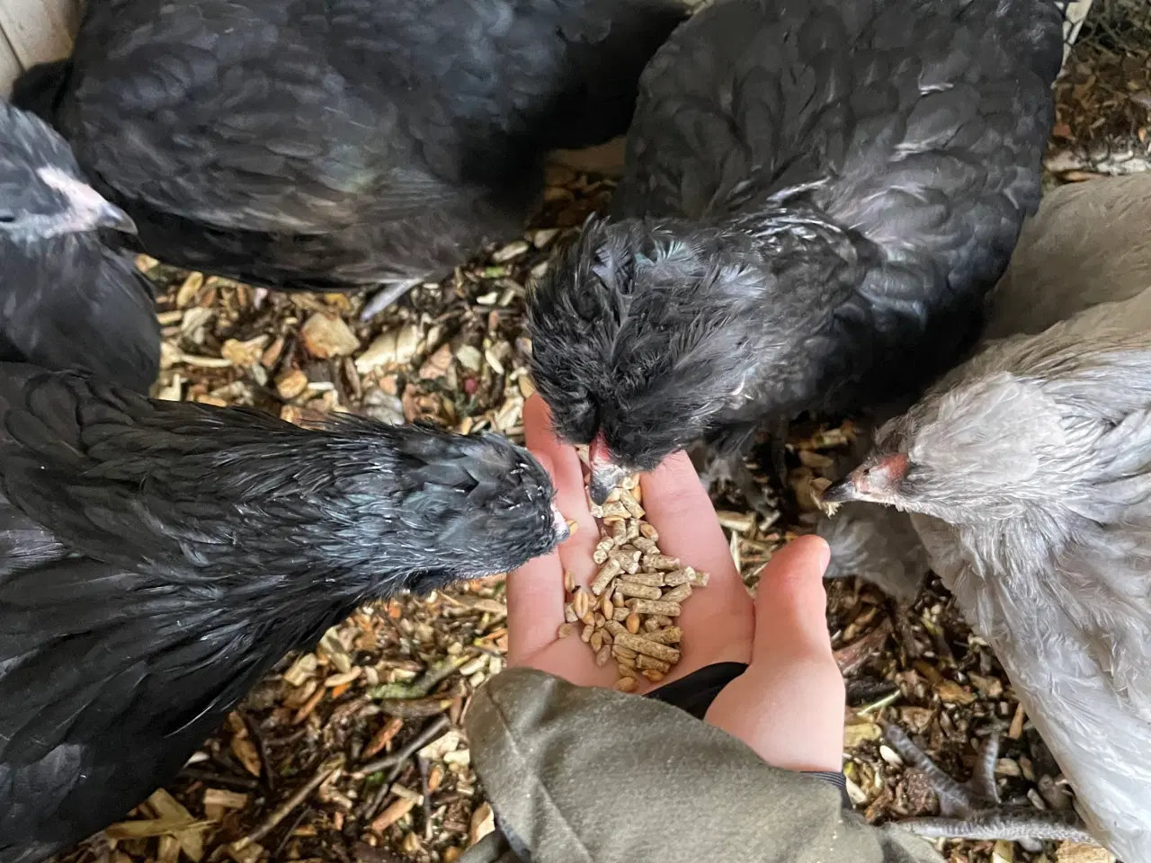Billede 7 - Engelsk Araucana hønekyllinger 